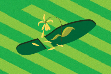 What the Trump Administration Means for Sustainability Efforts